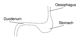 Diagram of the stomach